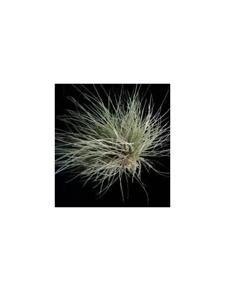 Tillandsia Bartrami Pulk