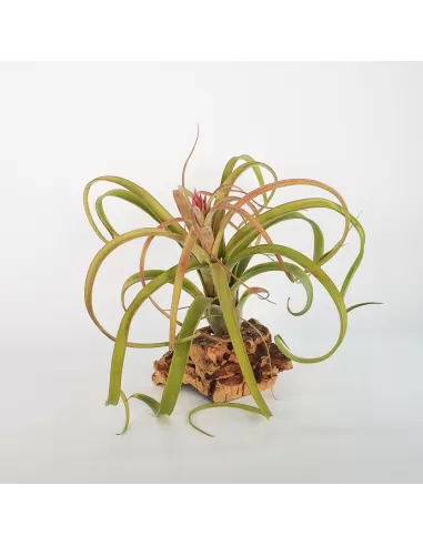 Tillandsia Bauple