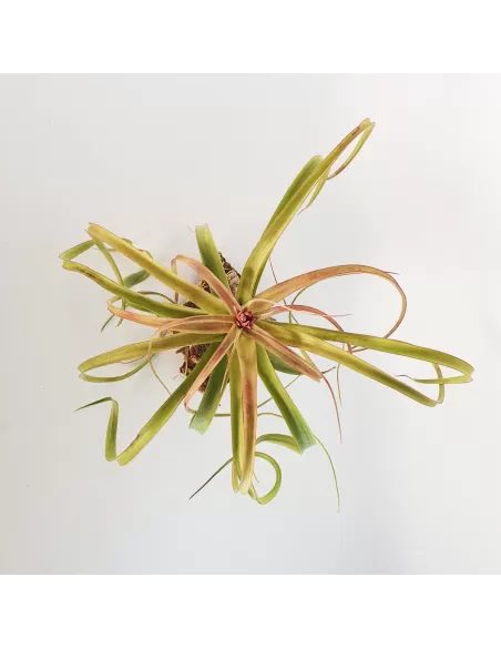 Tillandsia Bauple