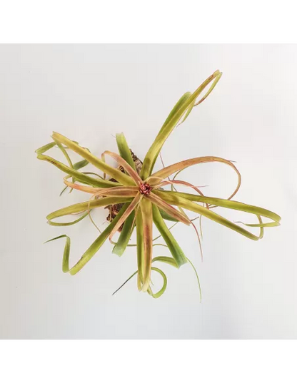 Tillandsia Bauple