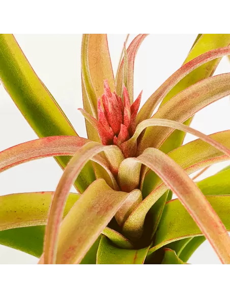 Tillandsia Bauple