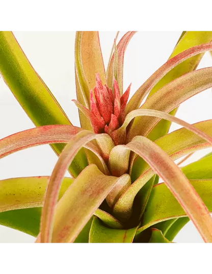 Tillandsia Bauple