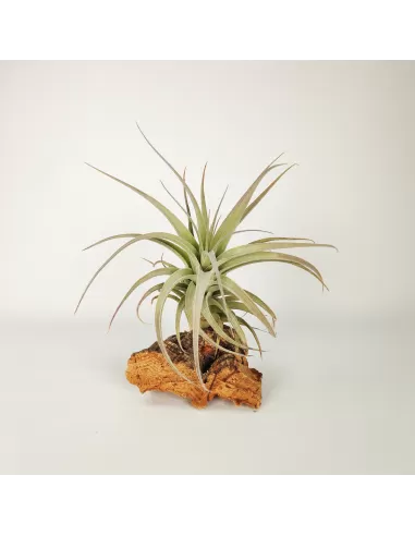 Tillandsia Bergeri X Recurvifolia Subsecundifolia