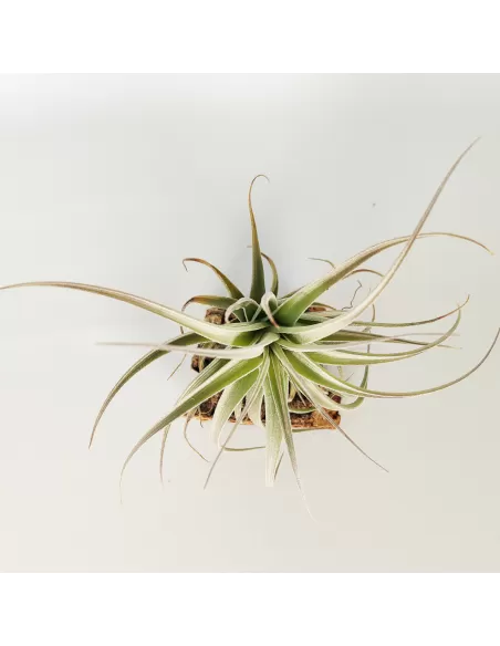 Tillandsia Bergeri X Recurvifolia Subsecundifolia