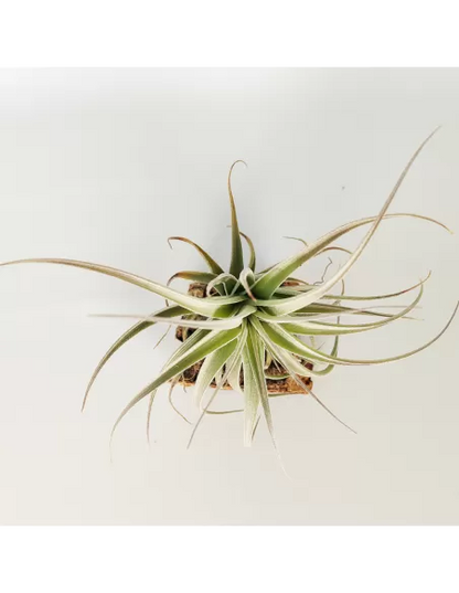 Tillandsia Bergeri X Recurvifolia Subsecundifolia