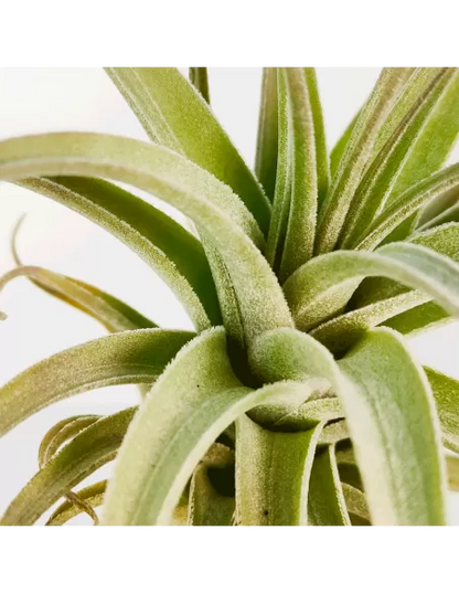 Tillandsia Bergeri X Recurvifolia Subsecundifolia