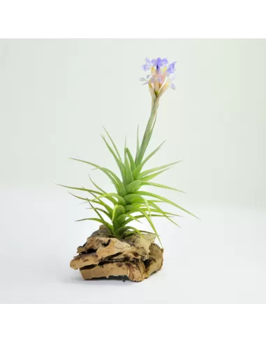 Tillandsia Bergeri