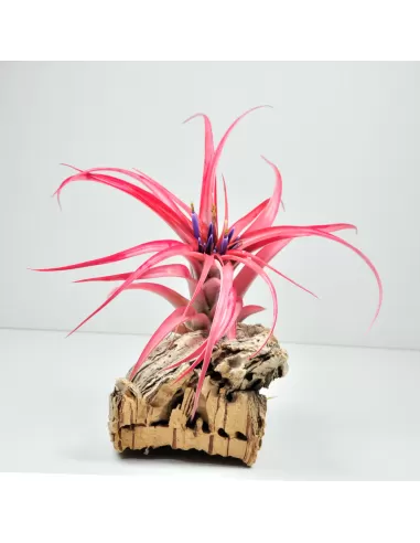 Tillandsia Brachycaulos Multiflora