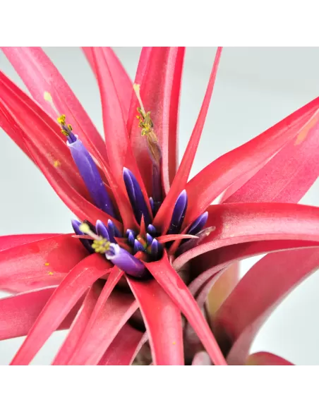 Tillandsia Brachycaulos Multiflora