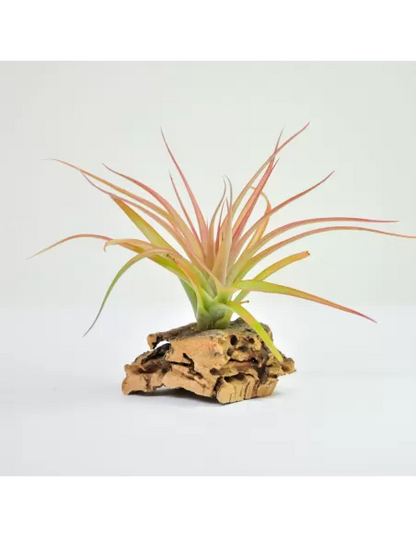 Tillandsia Brachycaulos Multiflora