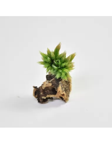 Tillandsia Bryoides
