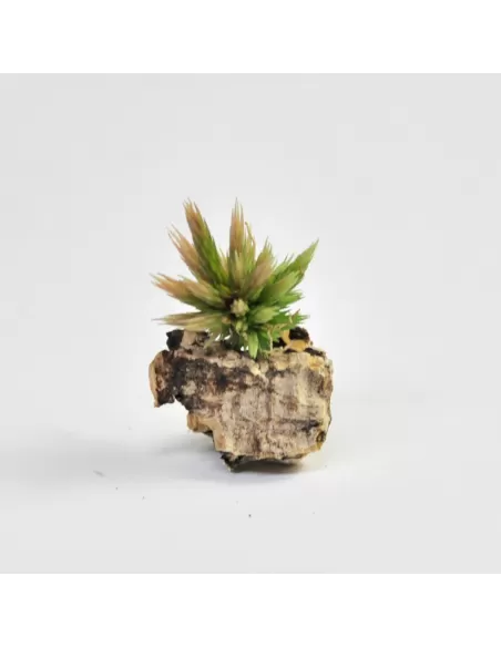 Tillandsia Bryoides