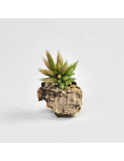Tillandsia Bryoides