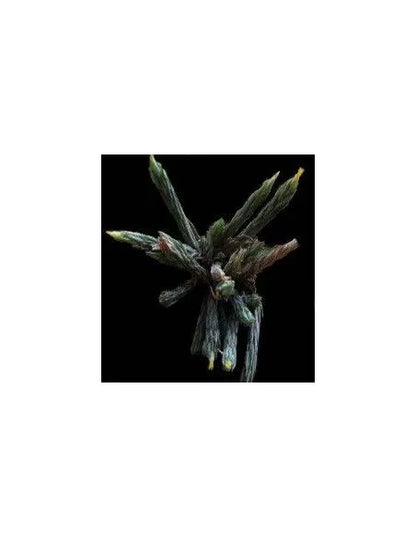 Tillandsia Bryoides