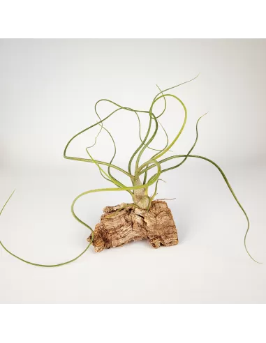 Tillandsia Bulbosa x Butzii