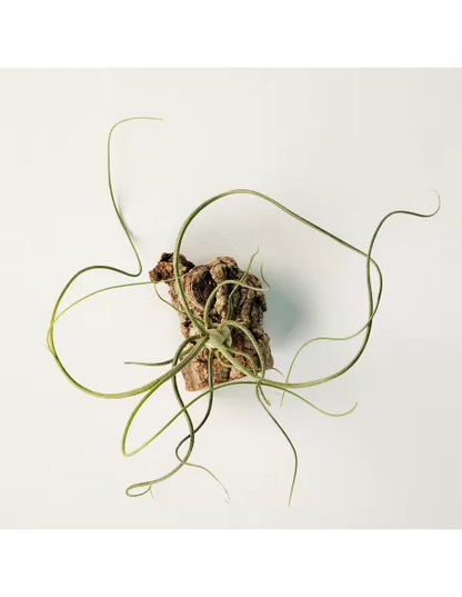 Tillandsia bulbosa x butzii