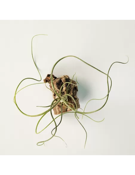 Tillandsia Bulbosa x Butzii