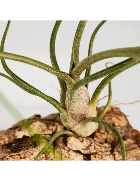 Tillandsia bulbosa x butzii