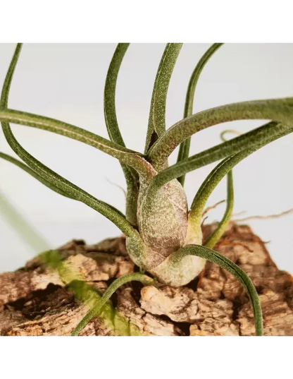 Tillandsia bulbosa x butzii