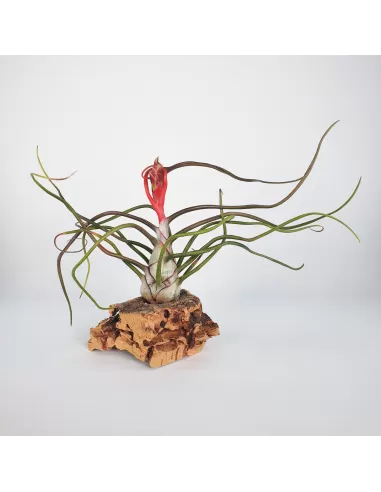 Tillandsia Bulbosa