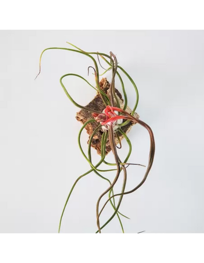 Tillandsia Bulbosa