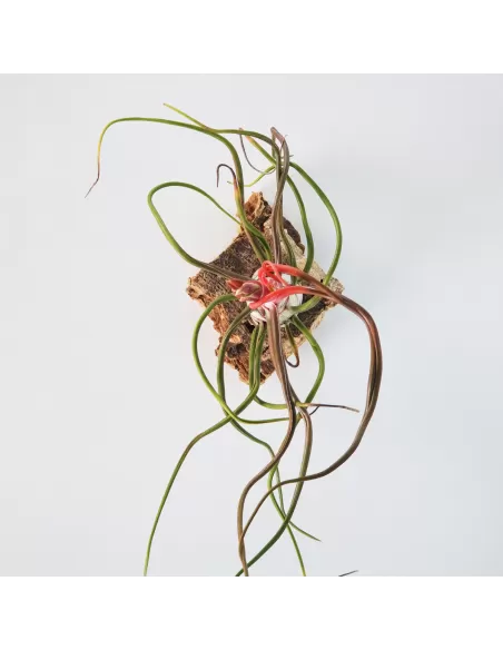 Tillandsia Bulbosa