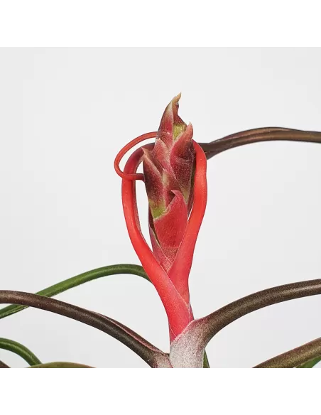 Tillandsia Bulbosa