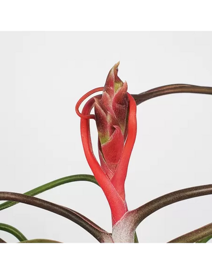 Tillandsia Bulbosa