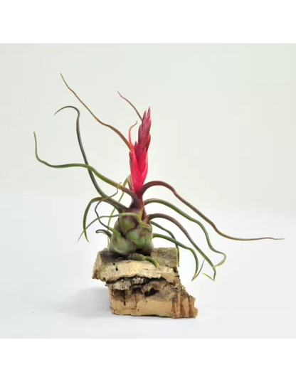 Tillandsia Bulbosa