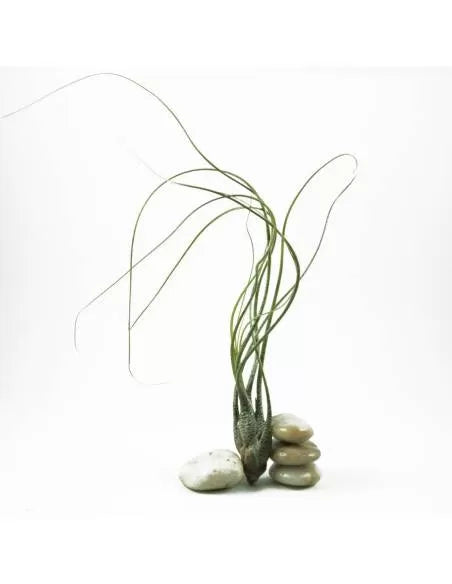 Tillandsia Butzii