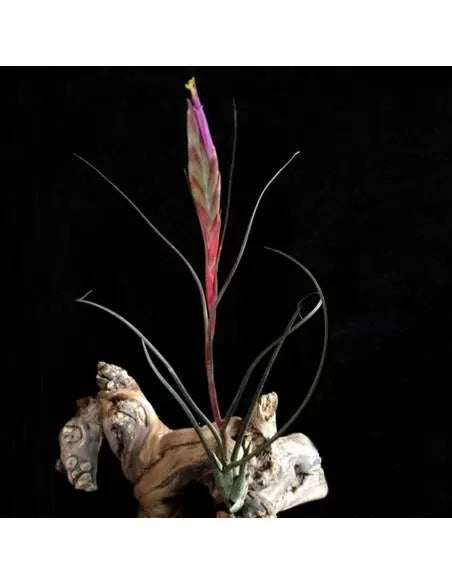 Tillandsia butzii