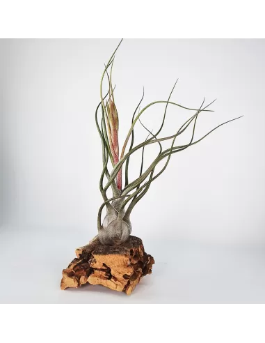 Tillandsia Butzii But Silver