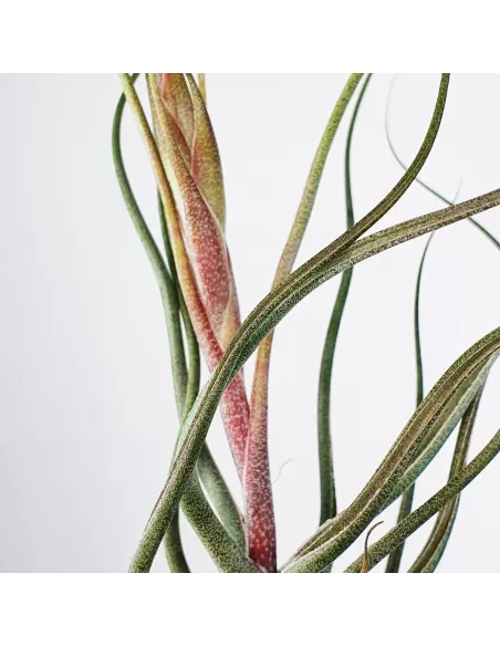 Tillandsia Butzii But Silver