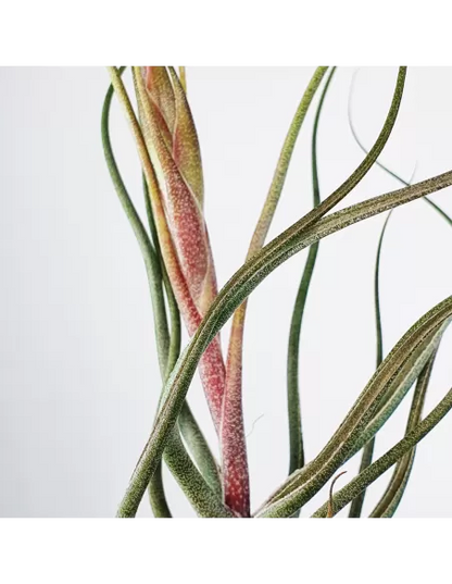 Tillandsia Butzii But Silver