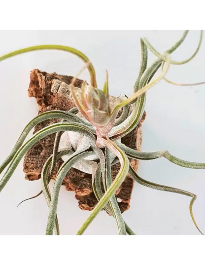 Tillandsia Butzii But Silver