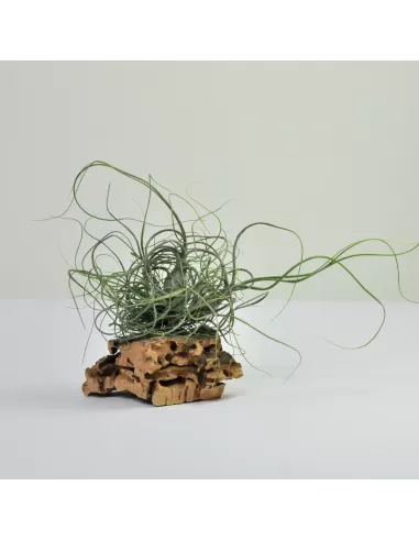 Tillandsia Butzii clump