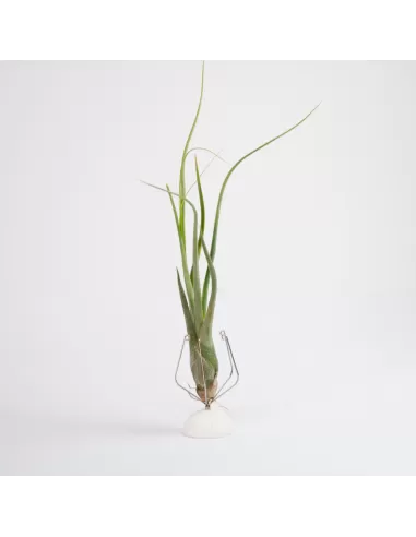 Tillandsia butzii