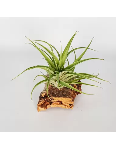 Tillandsia Cacticola Alba