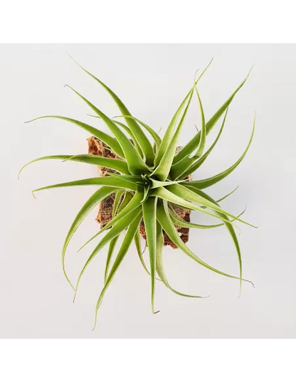 Tillandsia Cacticola Alba