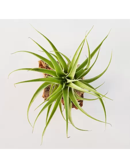 Tillandsia Cacticola Alba