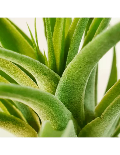 Tillandsia Cacticola Alba