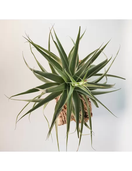 Tillandsia Cacticola Bright Leaf XL