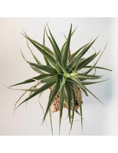 Tillandsia Cacticola Bright Leaf XL