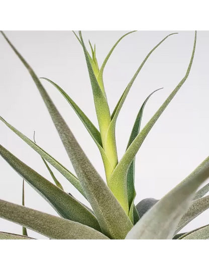 Tillandsia Cacticola Bright Leaf XL