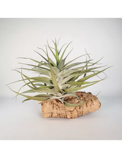 Tillandsia Cacticola Bright Leaf XL