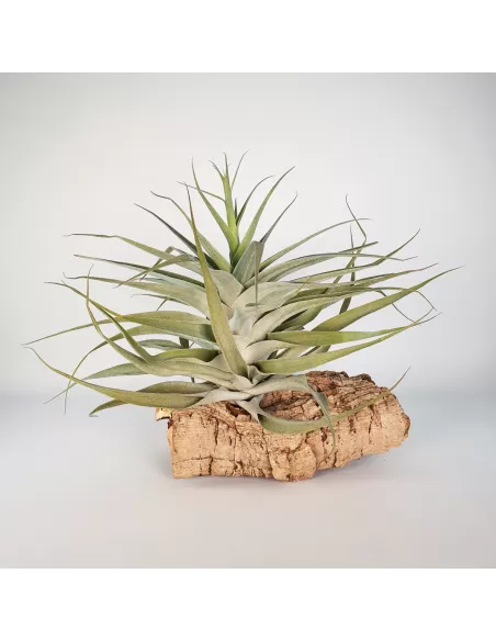 Tillandsia Cacticola Bright Leaf XL