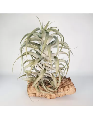 Tillandsia Cacticola Long Form Silver XL