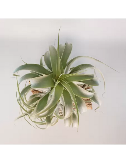 Tillandsia Cacticola Long Form Silver XL