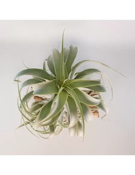 Tillandsia Cacticola Long Form Silver XL