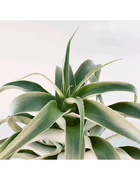 Tillandsia Cacticola Long Form Silver XL